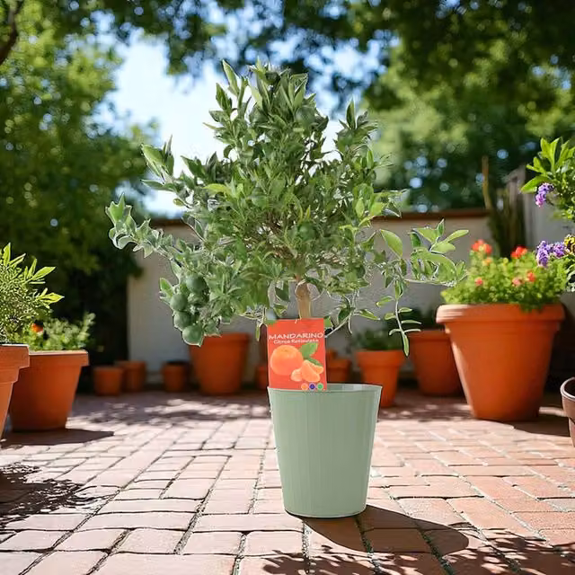 Plants By Post Citrus Mandarin Fruit Tree with Green Foliage in a 5L Pot