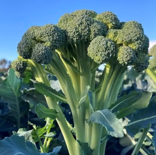 Thompson & Morgan Broccoli Skytree Seeds, Sweet Calabrese and Stem Broccoli Hybrid, 1x Packet