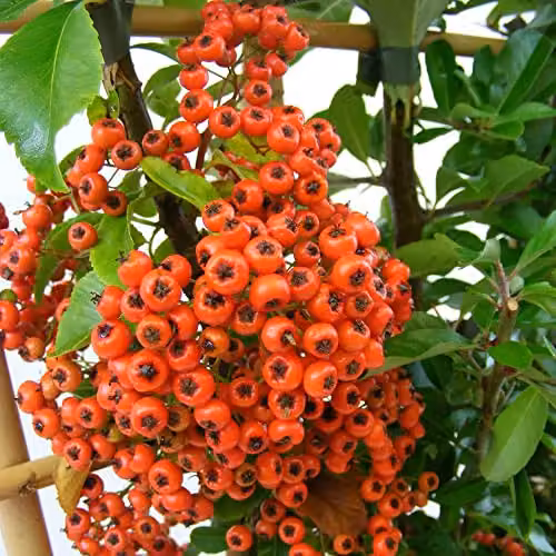 Thompson & Morgan Pyracantha Orange Glow Hardy Evergreen Shrub with Orange Berries in a 1.7L Pot