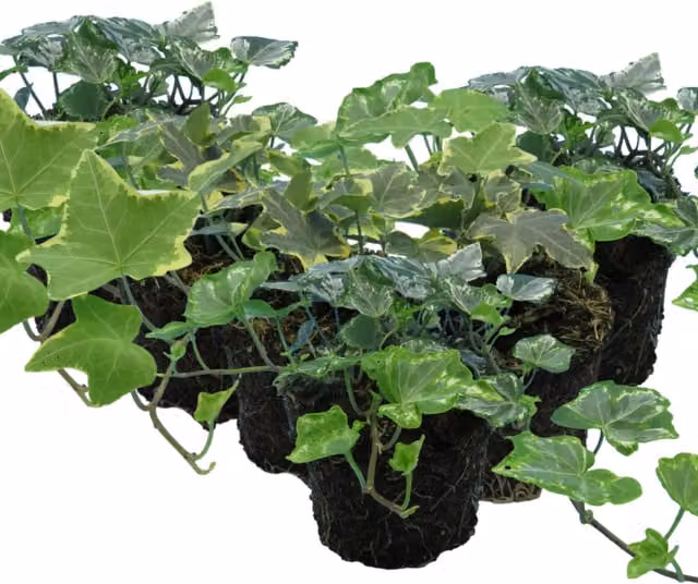 Plants by Post Ivy Silver Hedera helix Variegated Evergreen Climber Houseplant in 10.5cm Pot