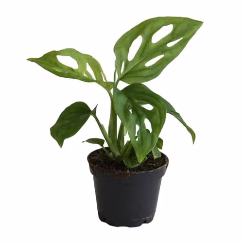 Thompson and Morgan Monstera Adansonii Potted Indoor Perennial Plant with Green Heart-Shaped Foliage, 1x 10.5cm Pot – 4