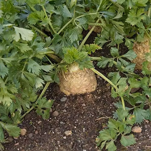 Thompson and Morgan Celeriac Monarch Vegetable Seeds, 200 Seeds