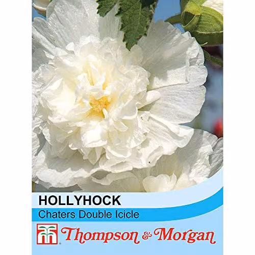 Thompson and Morgan Hollyhock Chater's Double Icicle White Flower Seeds, 100 Seeds – 2