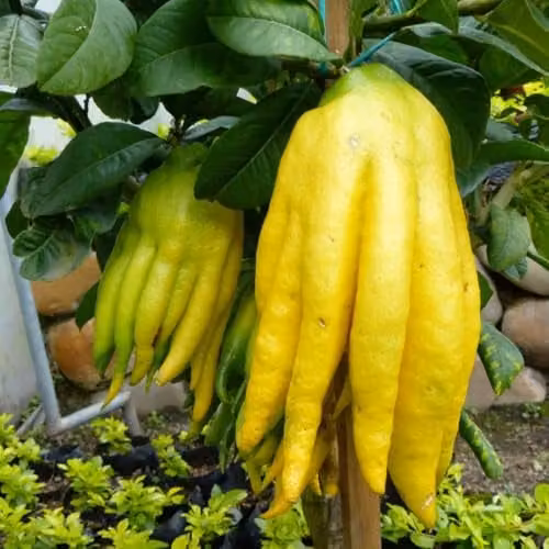 Thompson and Morgan Citrus Hand of Buddha Exotic Fragrant Fruit Tree, 2 x 16cm Pots