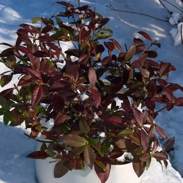 Plant Theory Winter Ruby Star Jasmine Burgundy Flowering Climbing Plant in Pot, Green and Multicolour