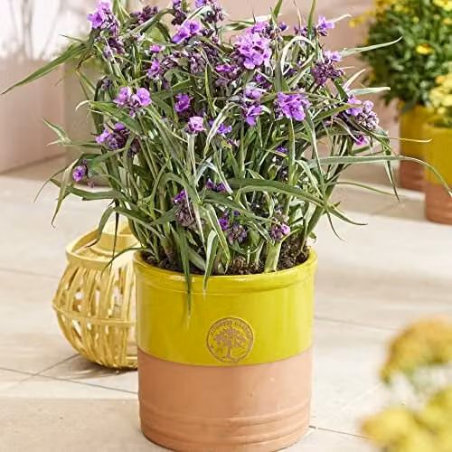 Thompson and Morgan Tradescantia Brain Storm Hardy Perennial Potted Plants, 3 x 9cm Pots – 3
