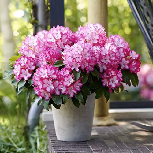 Thompson & Morgan Rhododendron XXL Ornamental Half Shrub Potted Plant in White and Pink – 2