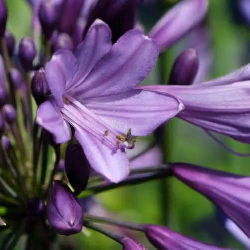 YouGarden 3 x Agapanthus Poppin Purple Hardy Perennial Plants in 9cm Pots – 3