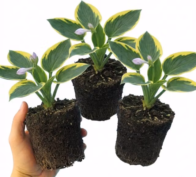 Plants by Post Hosta Atlantis Perennial Plant with Green, Yellow and Purple Foliage