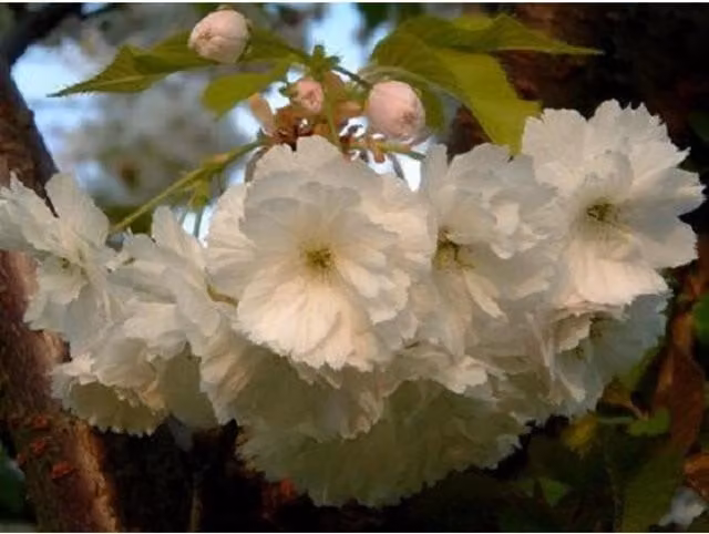 Direct Plants Prunus Longipes Blushing Bride Flowering Cherry Tree, Pink, 7.5L Pot