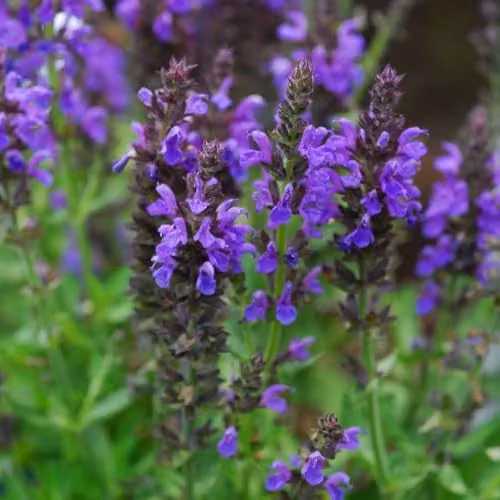 Thompson & Morgan Salvia nemorosa Marcus Hardy Perennial Garden Plant with Deep Indigo Purple Flowers, Pack of 2, 9cm Pot