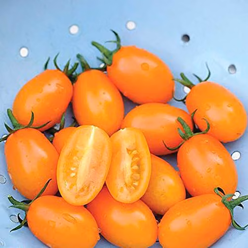 Thompson and Morgan Orange Beauty Tomato Seeds, 4 Seeds per Packet