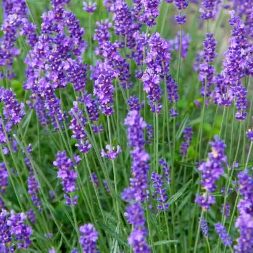 Thompson & Morgan Lavender Munstead Fragrant English Lavender Shrub with Dark Purple-Blue Flowers, 3 x 9cm Potted Plants