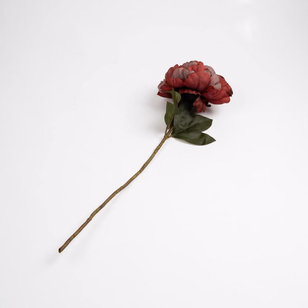 Scottish Everlastings Ltd Red Peony Stem Pack of 3, Height: 62 cm – 2