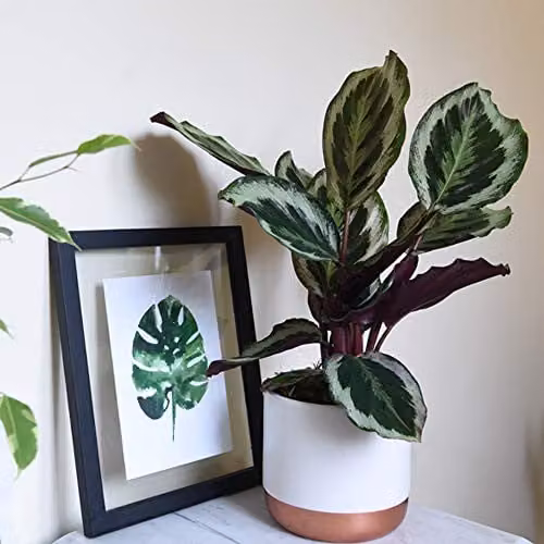 Thompson and Morgan Calathea Roseopicta Easy to Grow Indoor Perennial House Plant, 1x 12cm Pot
