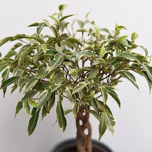 Thompson and Morgan Ficus benjamina Nina Indoor Ornamental Shrub with Braided Stem in a 12 cm Pot – 2