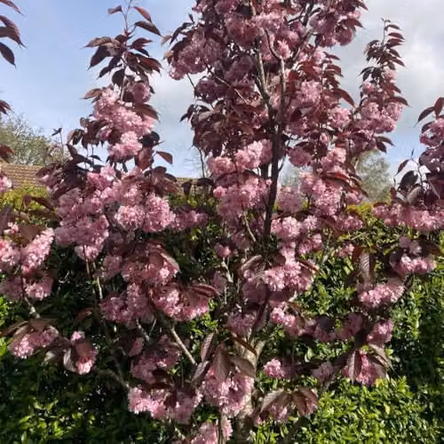 Thompson & Morgan Prunus Royal Burgundy Ornamental Cherry Tree with Pink Blossom and Purple Foliage, 12 Litre Pot – 2