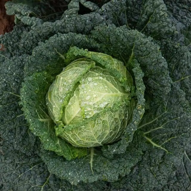 Marshalls Garden Savoy Serpentine F1 Hybrid Cabbage Vegetable Plants in 9cm Green Pots