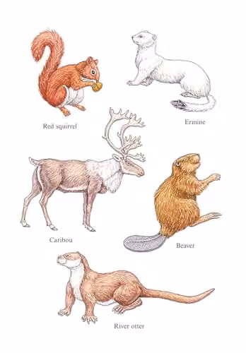 Dover Woodland Animals Multicolour Paper Stickers Little Activity Books – 3