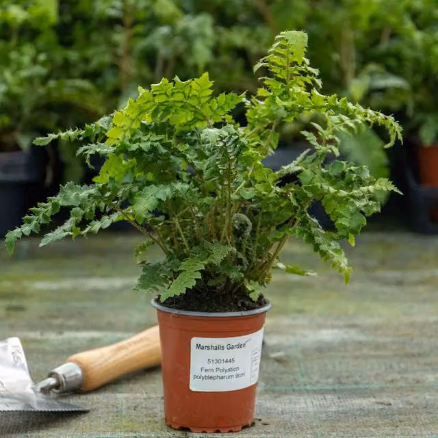 Marshalls Garden Japanese Lace Fern Polystichum polyblepharum Hardy Evergreen Shade Plant, Green, 9cm Pot