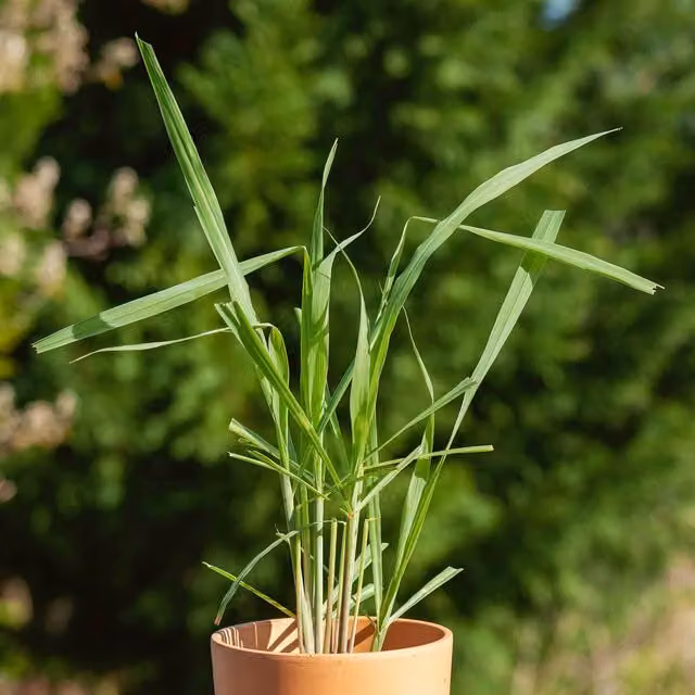 Marshalls Garden Lemon Grass Cymbopogon Herb Seeds, 150 Seeds