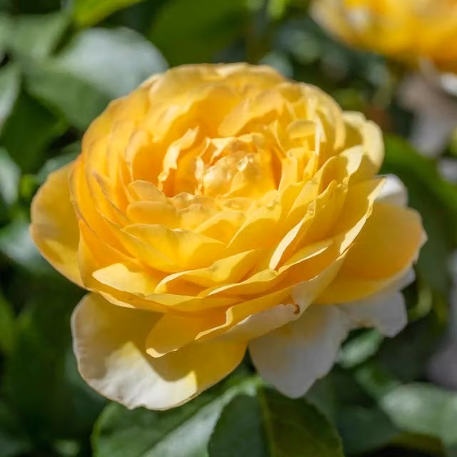 Marshalls Yellow and Orange Ornamental Rose Shrub