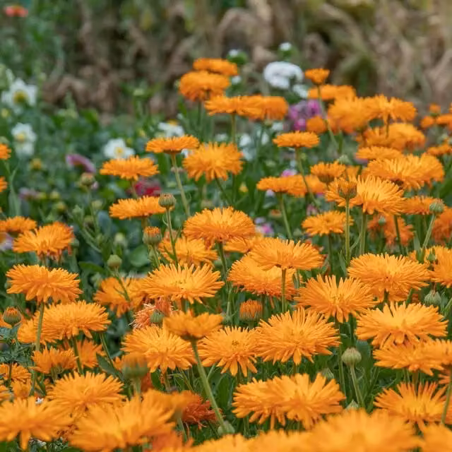 Unwins Calendula Needles And Pins Orange Flower Seeds