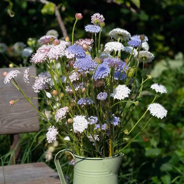 Unwins Blue Lace Flower Seeds Lace Heavenly Umbels, Blue