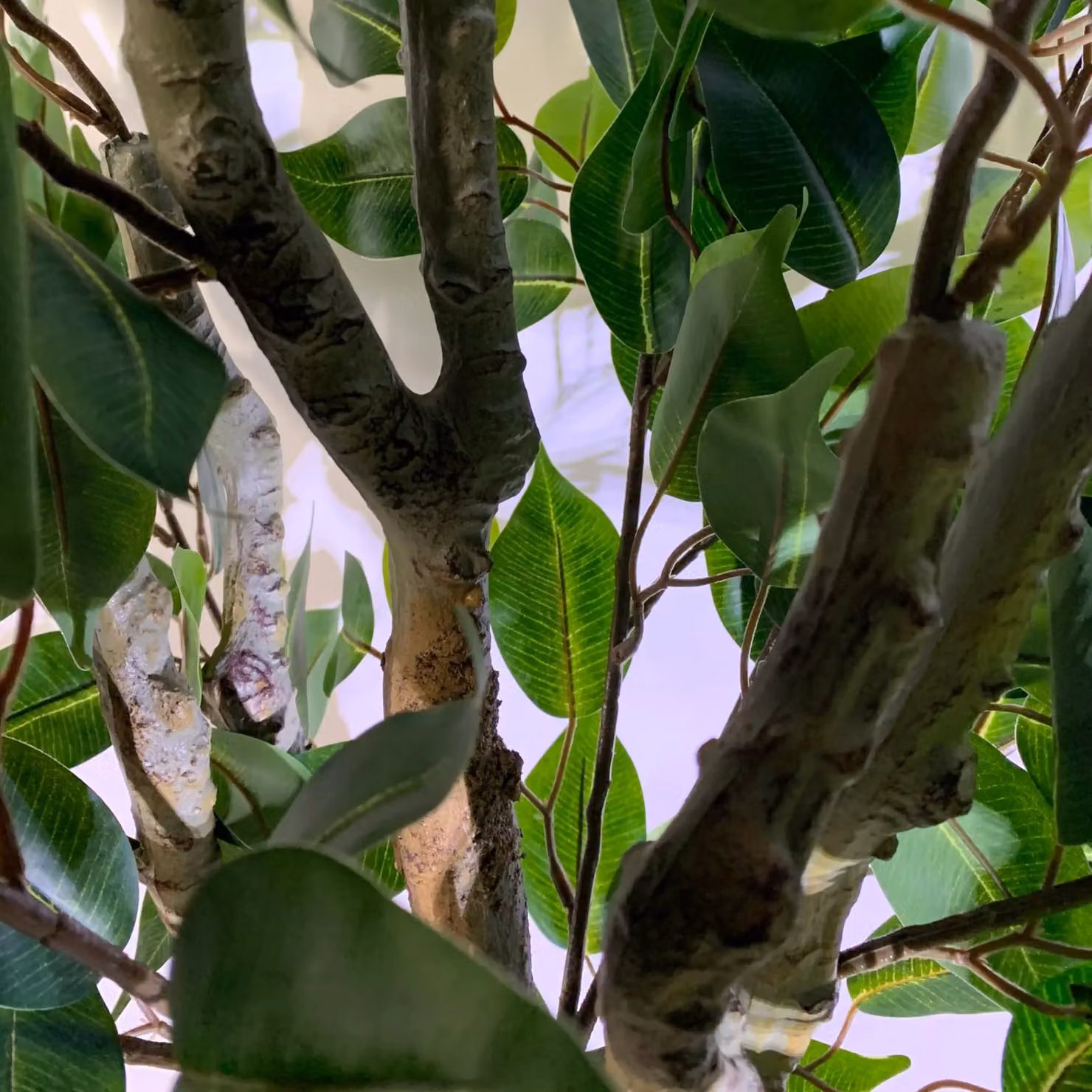 Leaf Realistic Artificial Ficus Tree in Green, 100cm – 4