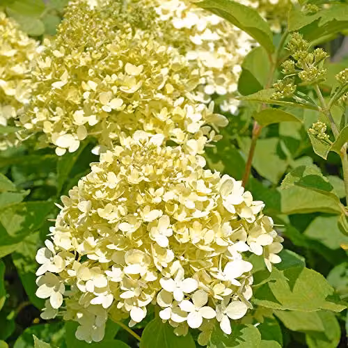 Thompson and Morgan Hydrangea Limelight Standard Deciduous Ornamental Shrub with Lime-Green and White Flowers, 4.5 Litre Pot