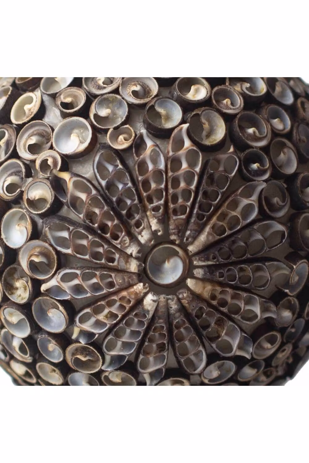 KDMD Boho Sea Shell Lamp in Brown Chocolate Twist Square, 15 cm – 2