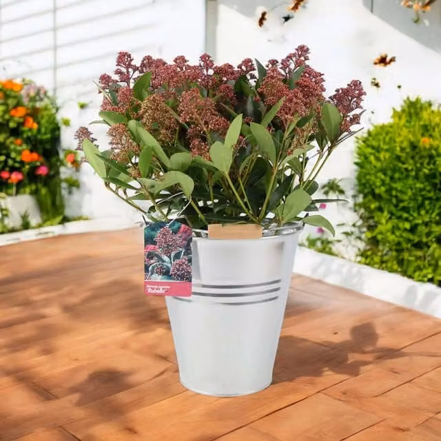 Plants by Post Skimmia Japonica Rubella Evergreen Ornamental Shrub with Red Winter Buds, 5L Pot