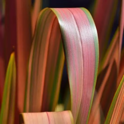 Thompson & Morgan Phormium Jester Evergreen Flax Lily with Pink and Green Foliage, 9cm Pot