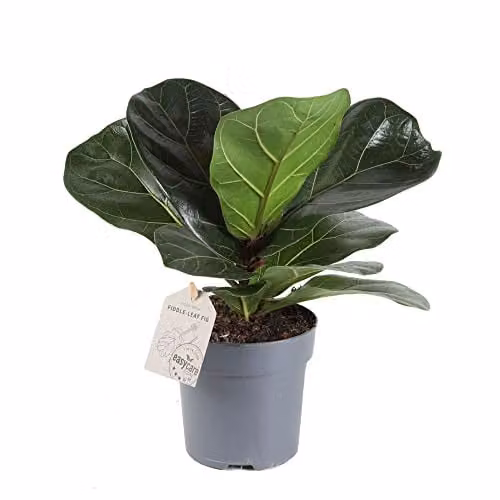 Thompson & Morgan Ficus Lyrata Fiddle Leaf Fig Indoor Potted Plant, Green, Pot Size: 12 cm – 1