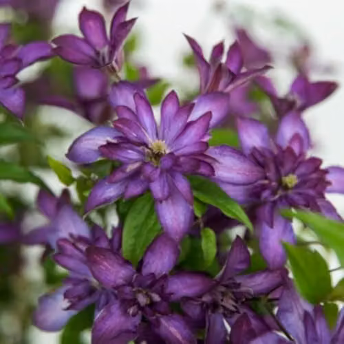 Thompson & Morgan Clematis Glorious Day Purple Climbing Plant in a 7cm Pot