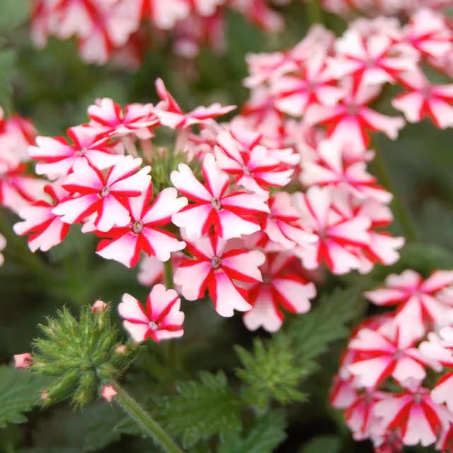 Plants By Post Verbena Lanai Candy Cane Red and White Hardy Summer Flowering Bedding Plants in 9cm Pots (Pack of 3)