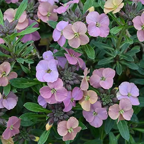 Thompson and Morgan Erysimum Artist Paintbox Hardy Perennial Flowering Garden Plants, 3 x Jumbo Plug Plants, Multicolour – 3