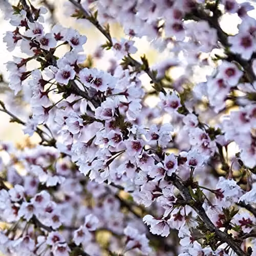 Thompson & Morgan Prunus incisa Kojo-No-Mai Fuji Ornamental Cherry White Spring Blossom Hardy Shrub, 3 x 9cm Potted Plants – 1