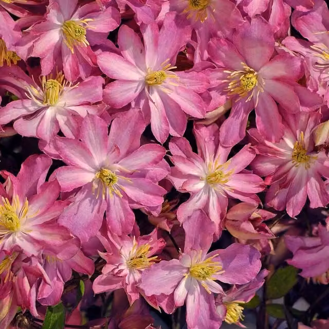 Marshalls Garden Clematis montana Rosebud Pink Spring Flowering Climber