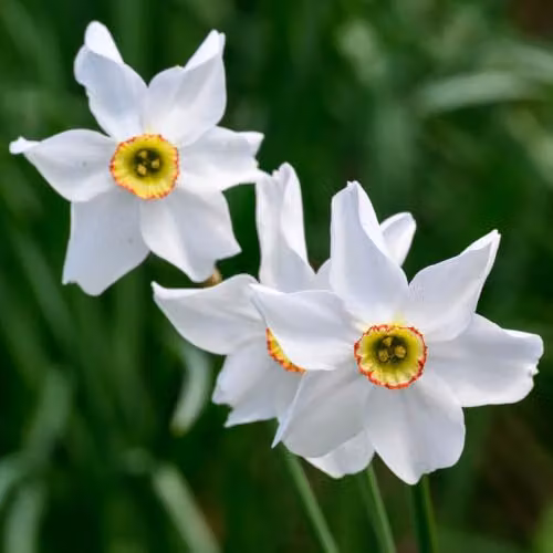 YouGarden Narcissus Pheasant's Eye Bulbs, 24 Bulbs, White, Red and Yellow – 2
