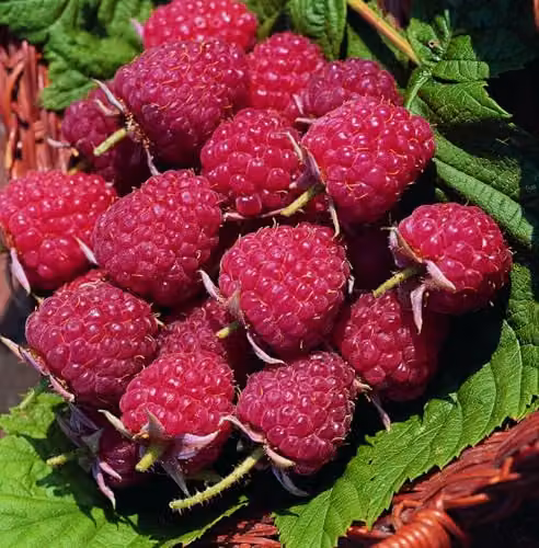 Thompson and Morgan Organic Raspberry Autumn Bliss Red Berry Bush, 2 x 2 Litre Pots – 3
