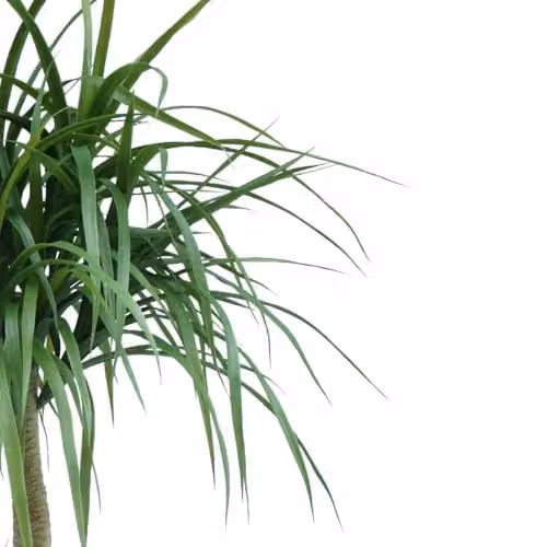 Leaf Design UK Green Artificial Yucca Tropical House Plant, H 120 cm x W 60 cm x D 60 cm – 3