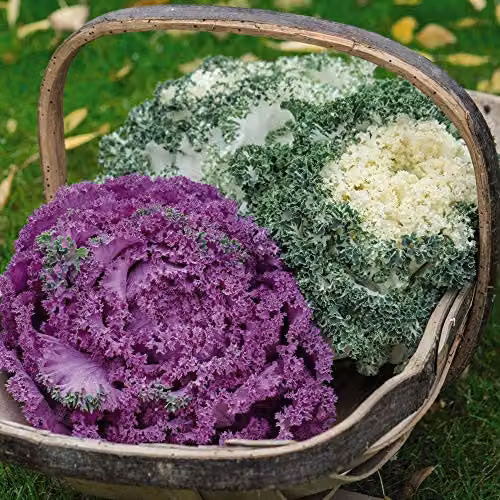 Thompson and Morgan Kale Jardin Mixed Vegetable Seed Packet, 15 Seeds