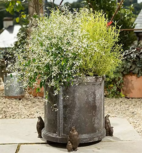 Jardinopia Potty Feet Emperor Penguin Plant Pot Feet in Bronze, Set of 3, L9.3 x W6 x H11.2 cm – 2