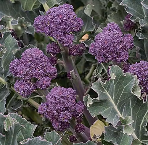 Thompson and Morgan Summer Purple Broccoli Sprouting Vegetable Seeds