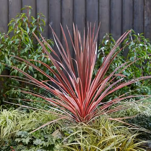 YouGarden Cordyline Australis Charlie Boy Ornamental Potted Plant, Height: 40-60 cm – 1