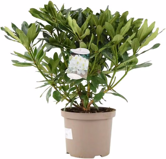 Plants by Post White Rhododendron Evergreen Ornamental Shrub in 5L Pot