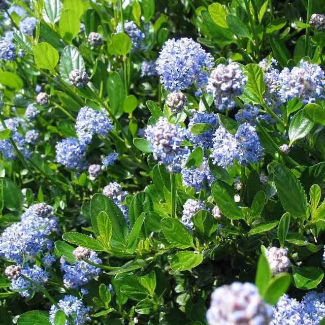 Direct Plants Ceanothus Victoria Blue Evergreen California Lilac Ornamental Shrub