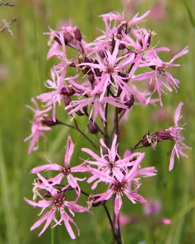 Thompson and Morgan Lychnis Flos-Cuculi Ragged Robin Pink Hardy Perennial, 3 x 1 Litre Pots