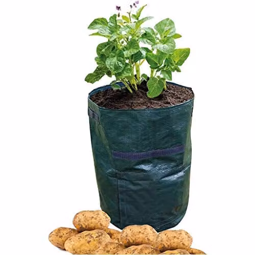 St Helens Home and Garden Green Plastic Potato Grow Bag Planter, Pack of 2 – 1
